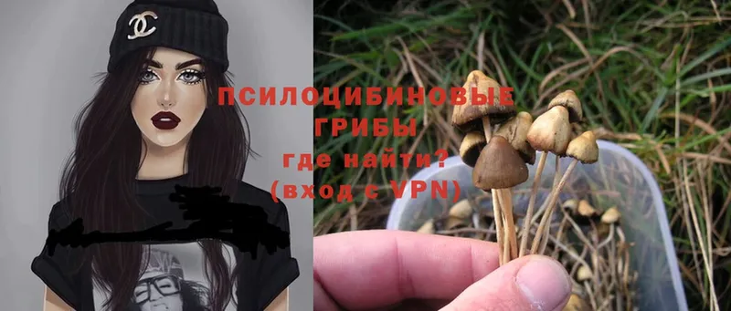 Псилоцибиновые грибы Psilocybe  Балашов 